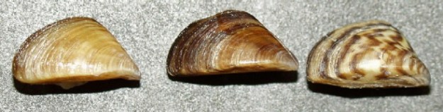 The three common colourings of the zebra mussell